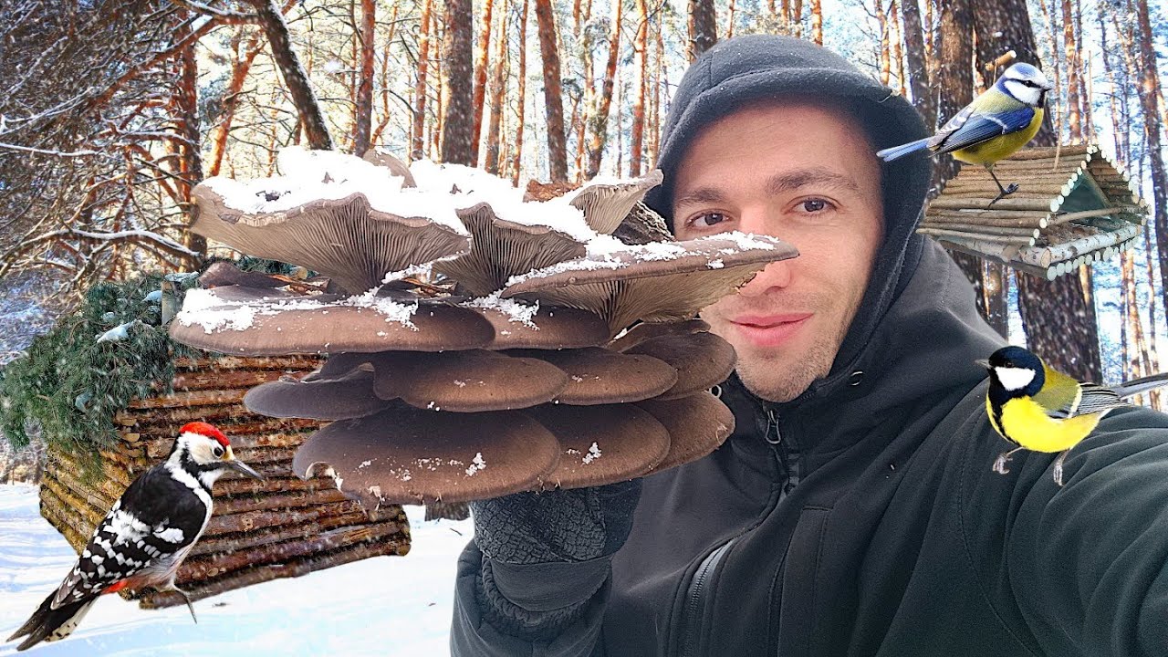 ❄️ ЗИМОВІ ГРИБИ ПІДСНІЖНИКИ | Глива на сковороді та годівниця для птахів 🌲