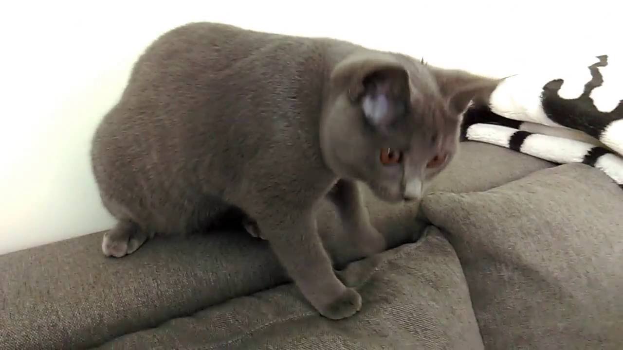 BALBINA, kot kartuski 4 m-ce (chartreux cat) - 1. APORTUJĄCY KOT