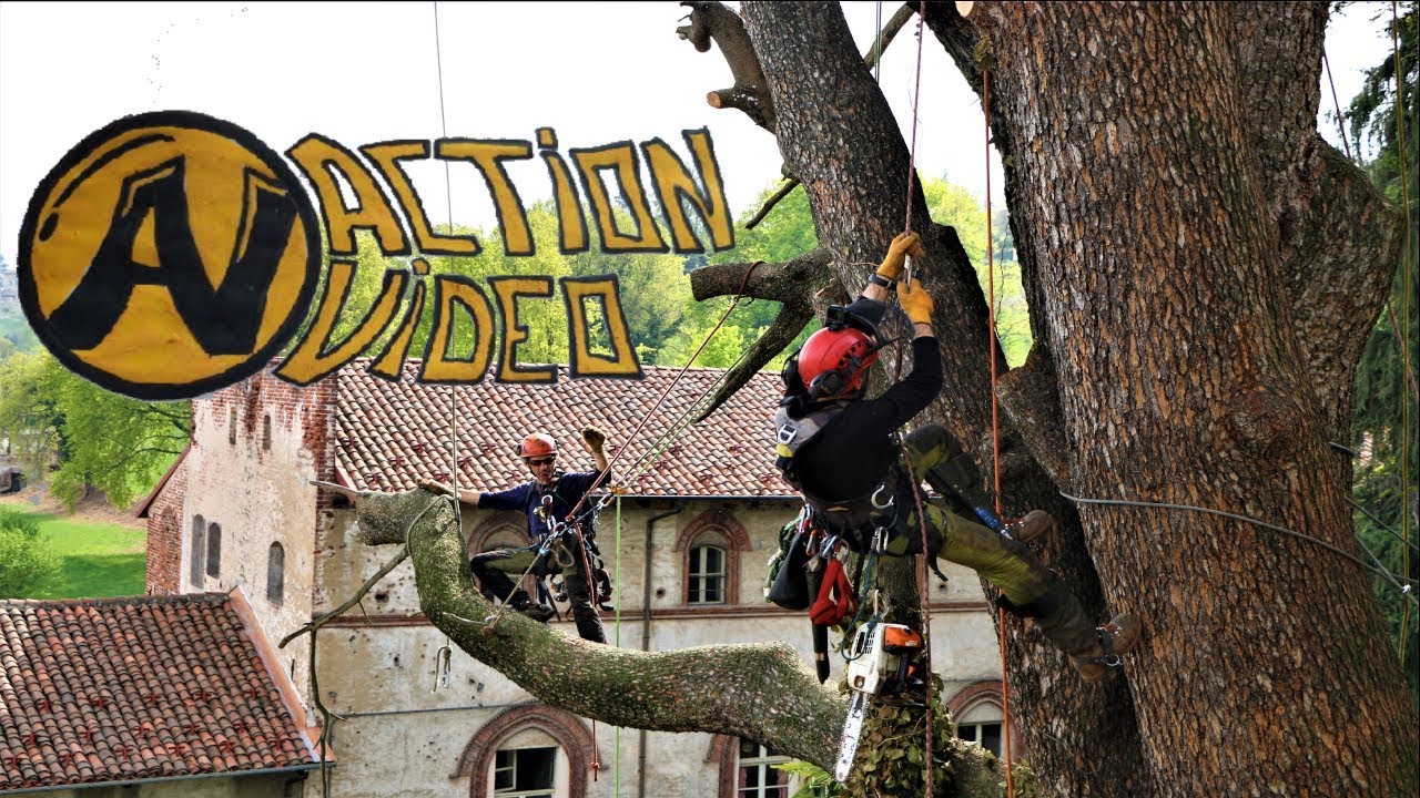 Abbattimento dello storico cedro di Saluzzo