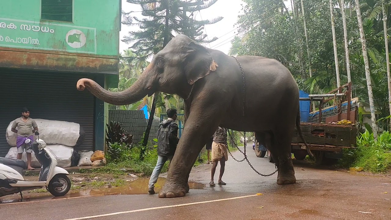 😢😢😢മരം വലിക്കാൻ വന്ന ആന വണ്ടിയിൽ നിന്ന് ഇറങ്ങിയപ്പോൾ
