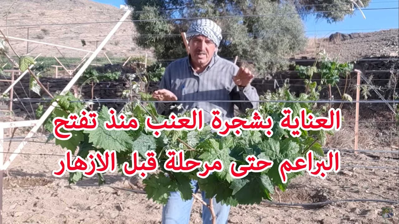 معاملات شجر العنب في بداية تفتح العيون و ظهور الأوراق حتى مرحلة الازهار