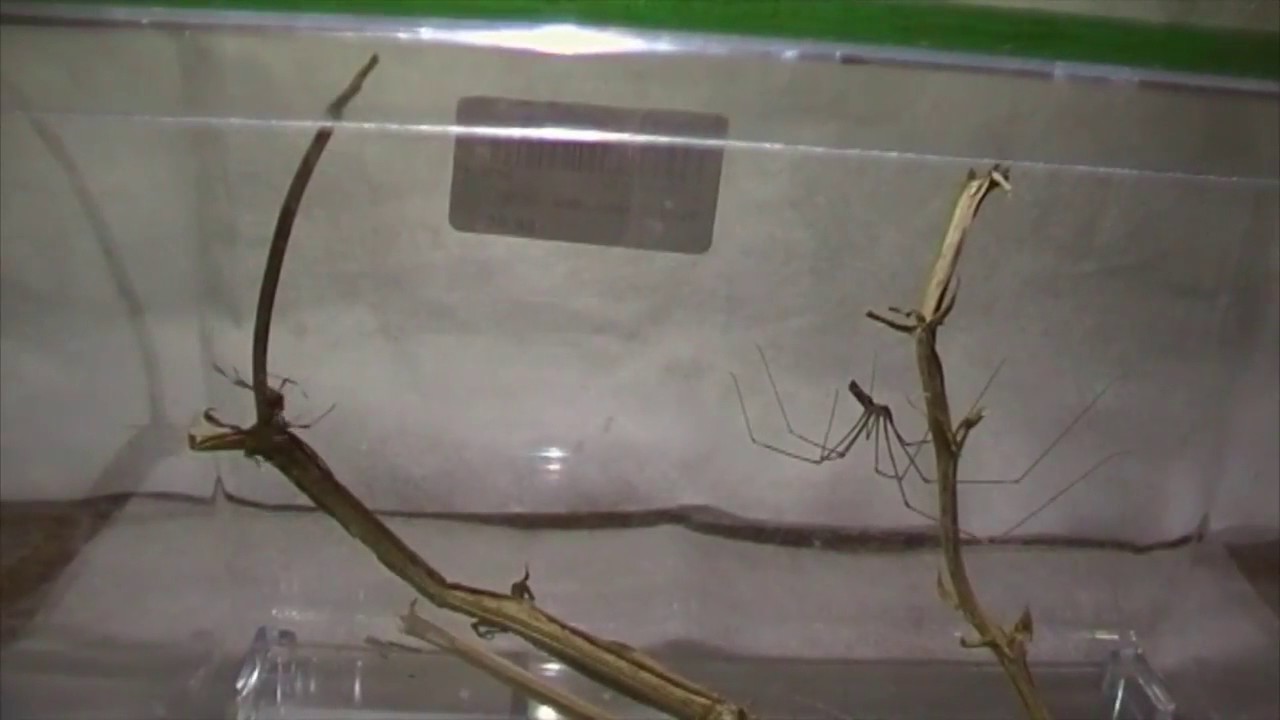 Red back spider vs Daddy long legs