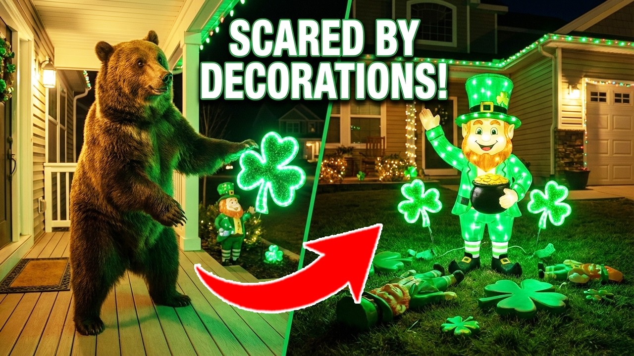 Funny BEARS scared by St. Patrick's Day decorations! 🍀 (caught on camera)