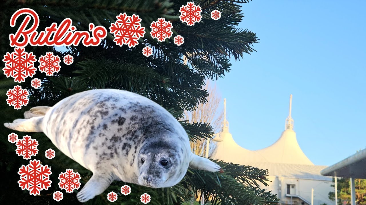Butlins Skegness Christmas Day 6 ! A seal adventure !