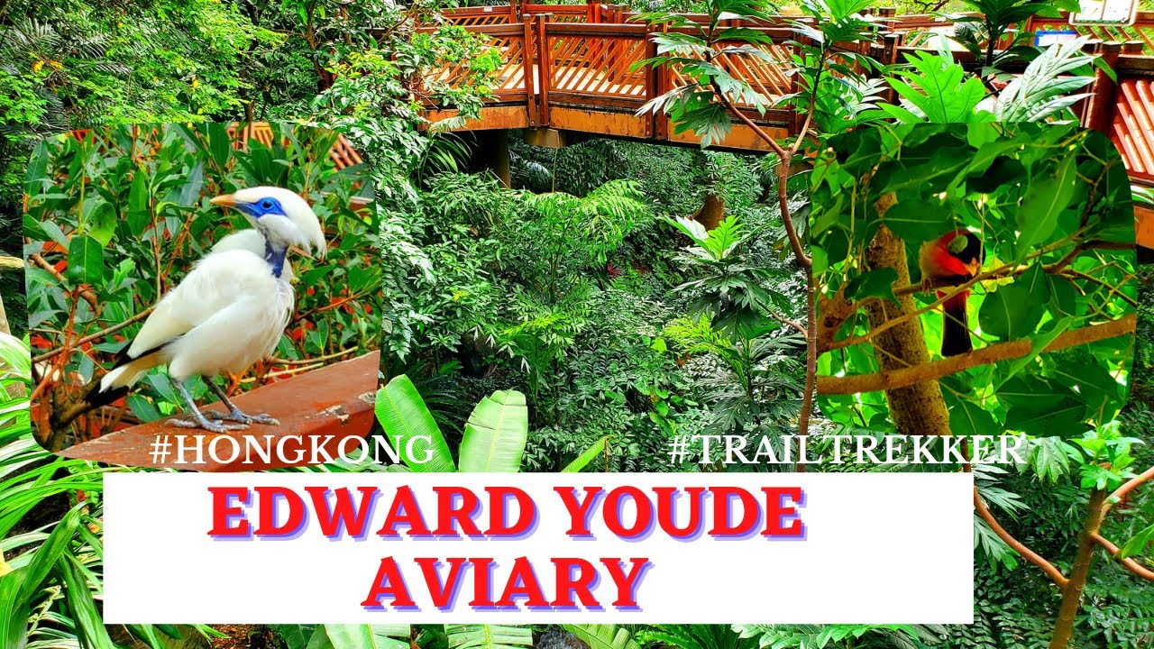 [ 4k ] EDWARD YOUDE AVIARY | Hongkong | trail trekker |