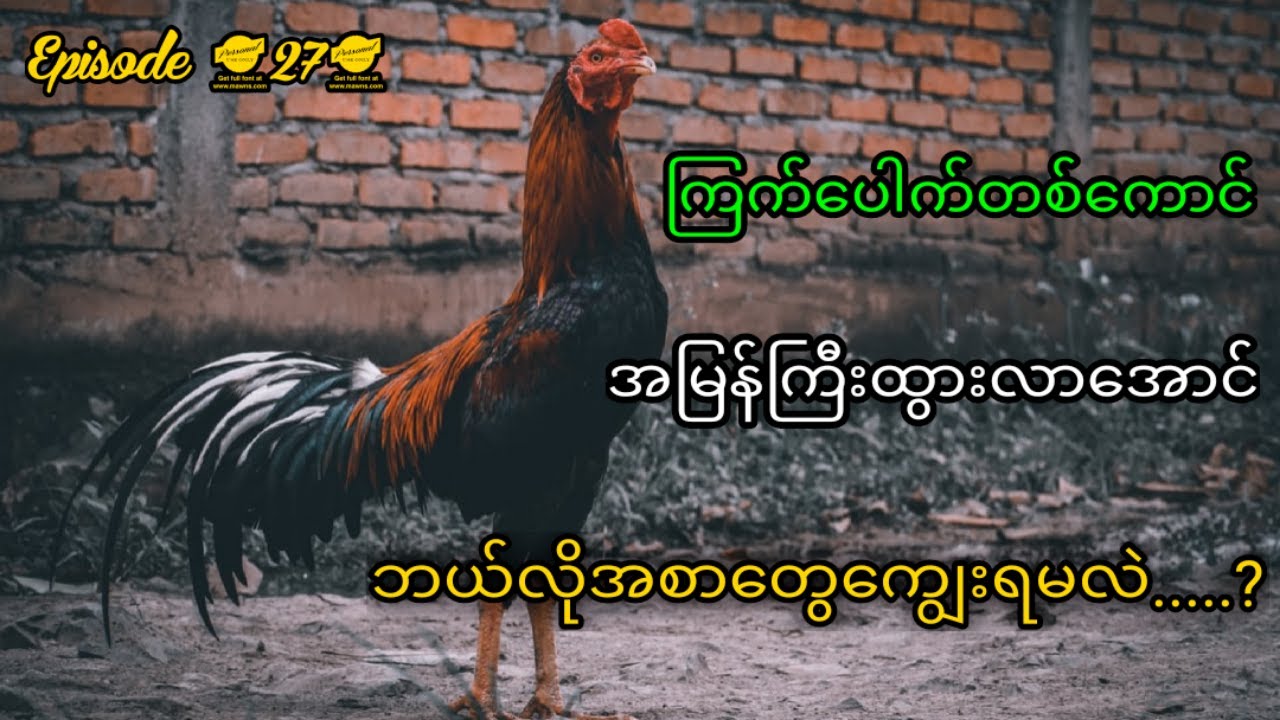 ကြက်ပေါက်တစ်ကောင် ဝိတ်တန်းမှီဖို့ဘယ်လိုအစာတွေကျွေးရမလဲ....?