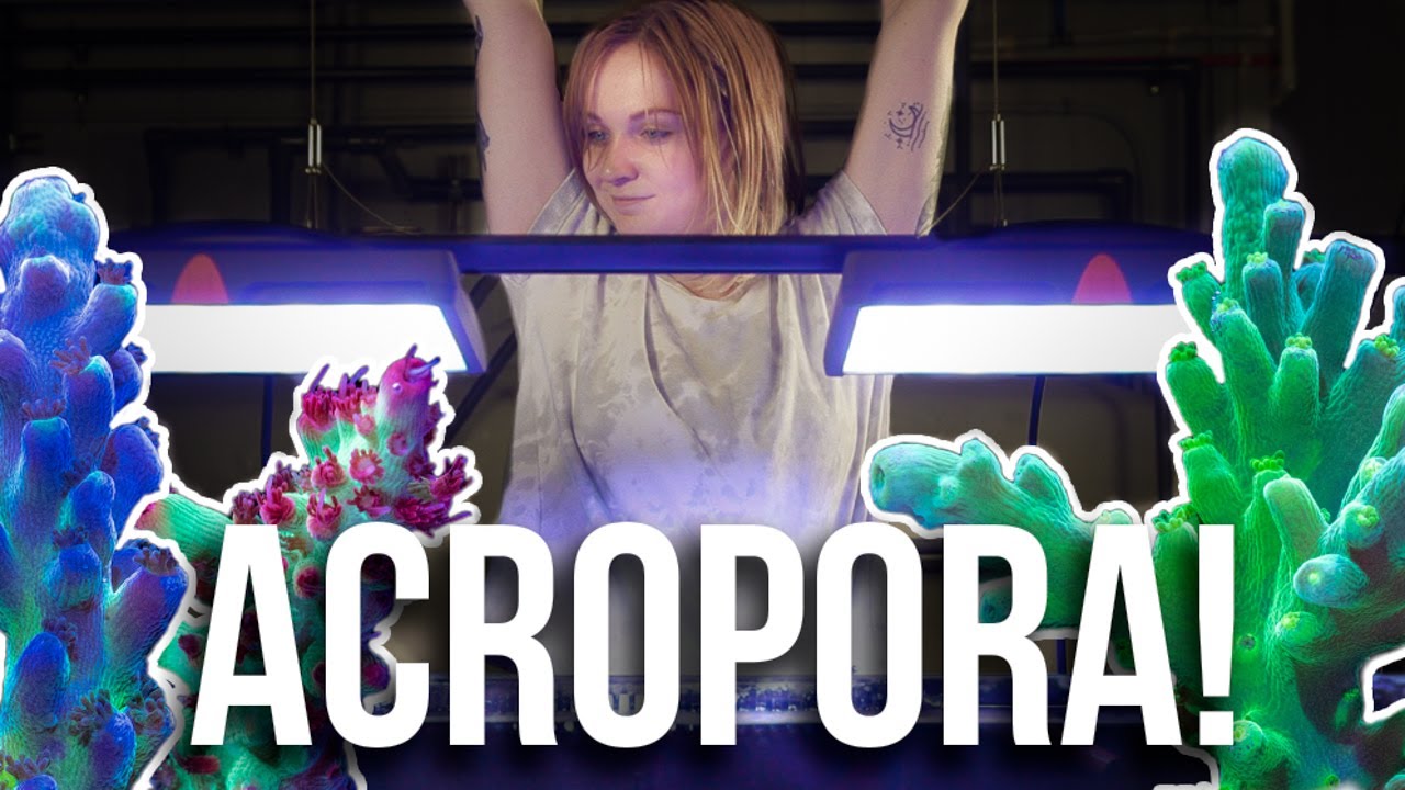 Начинающий рифовый аквариумист пробует акропору! &mdash; Серия &laquo;Becka's Tank&raquo;: Эпизод 10