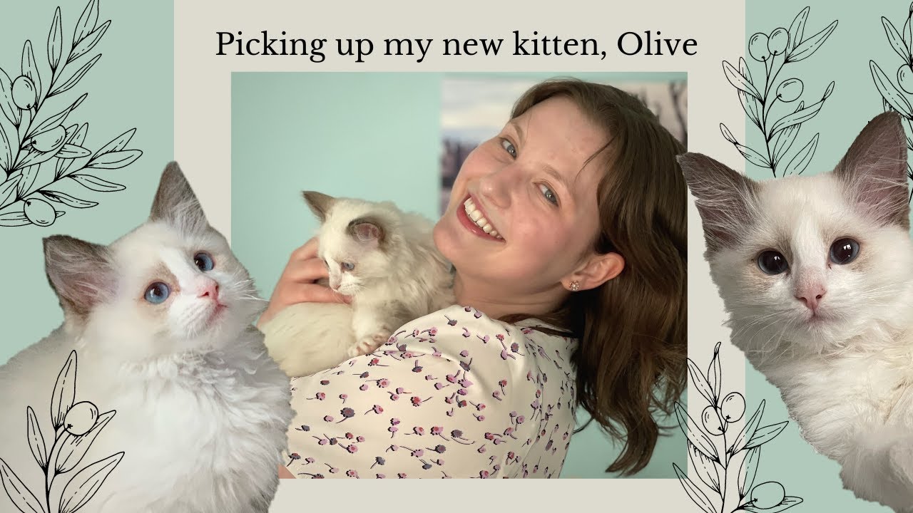 Picking up my Ragdoll Kitten, Olive!
