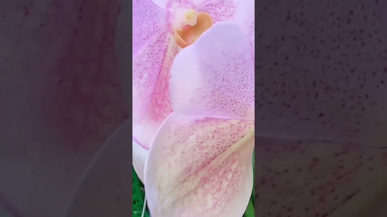 upclose with my Flowerng velthus #beautifulgarden #plants #lovelygarden #vlog
