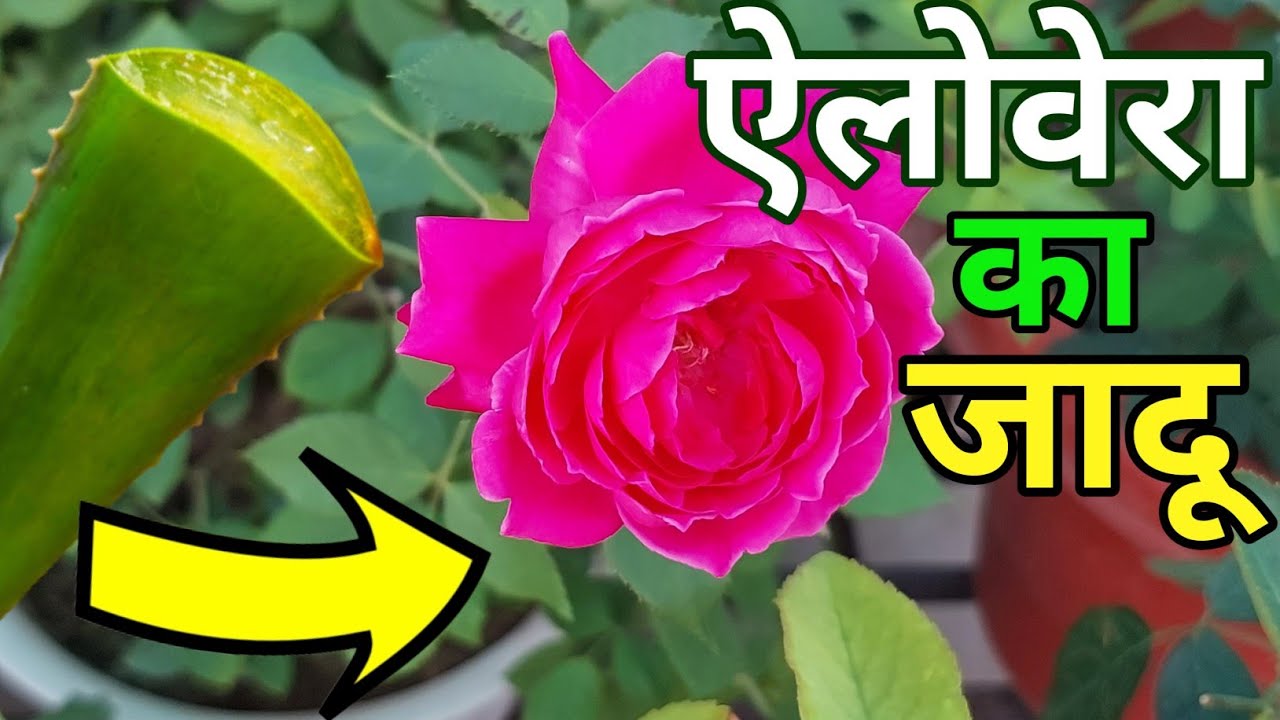 ऐलोवेरा के 7 चमत्कार.Rose plant growing tips.Benefits of Aloevera plant.organic fertilizer.Gardening