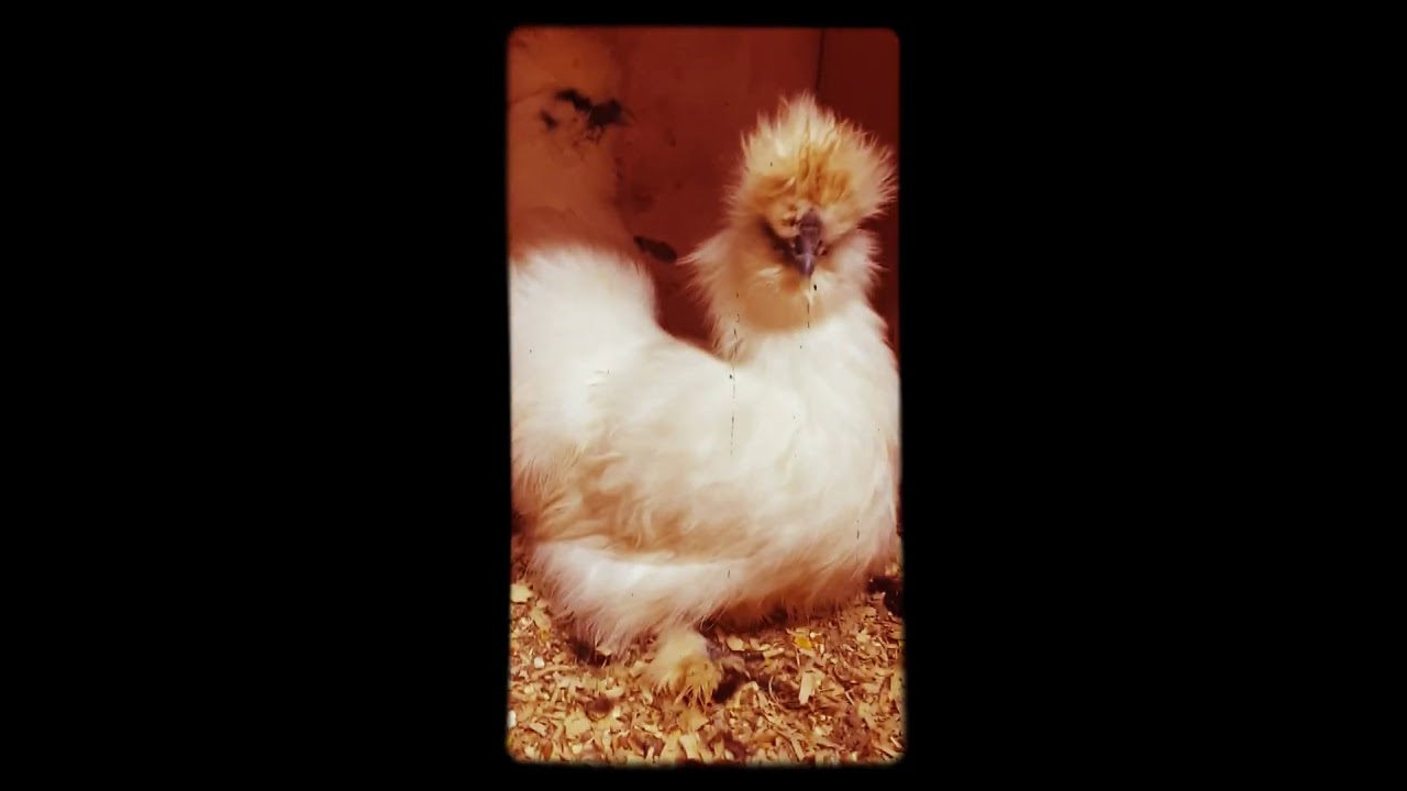 Bearded  silkie