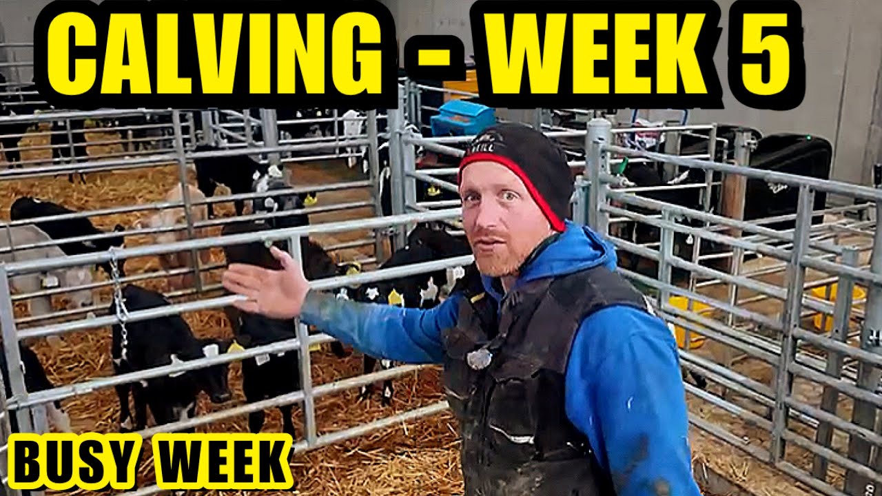 Calving Week 5 | A Busy Week on Our Dairy Farm