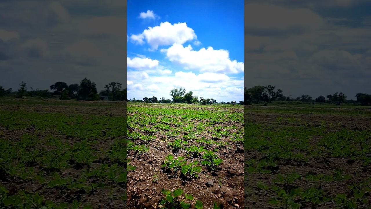 Apna khet 🌱 #agriculture #agriculturelife #farming #farmer #farmlife