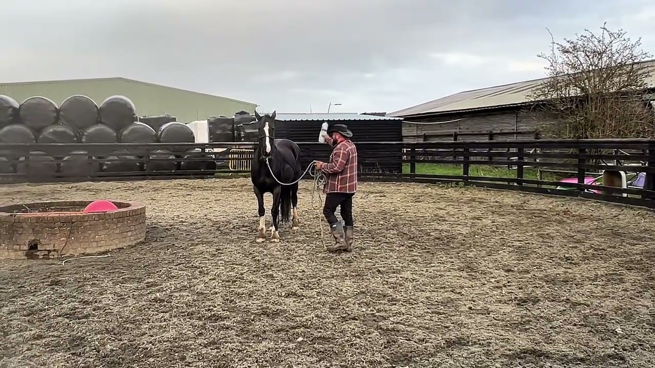 Horse Training 