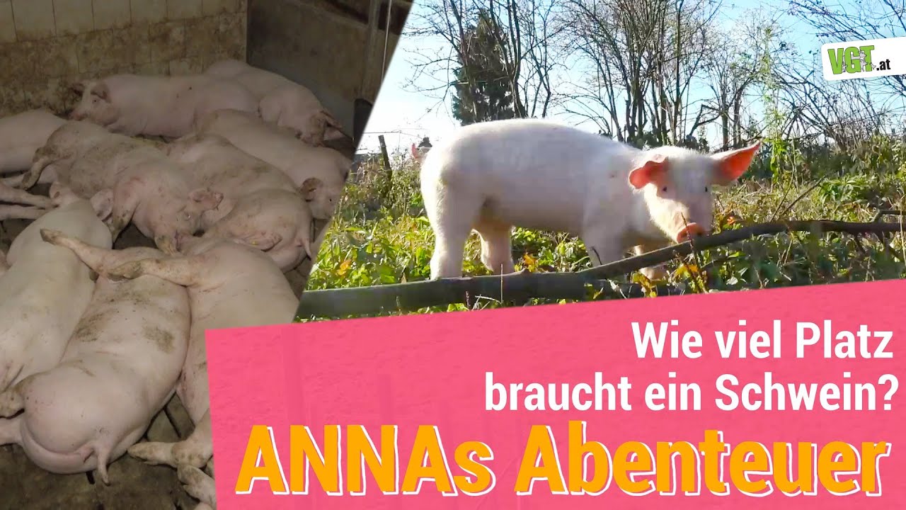 Wie viel Platz braucht ein glückliches Schwein?｜Annas Abenteuer