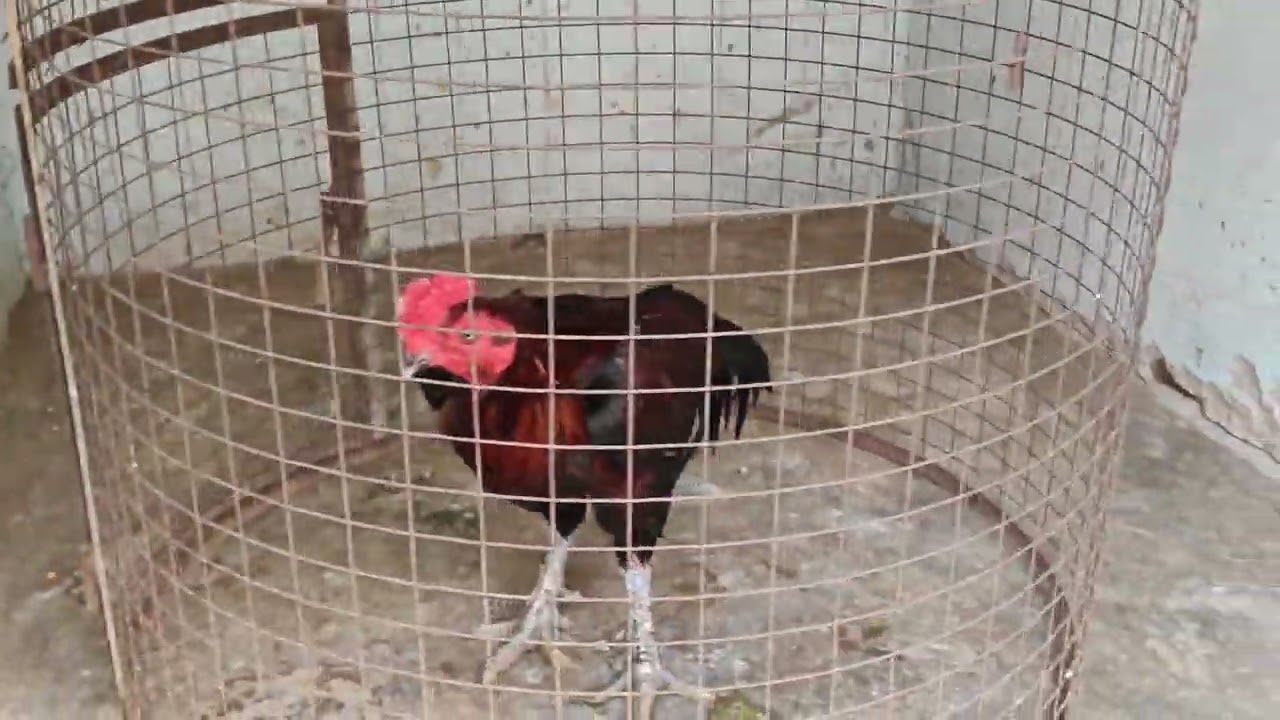 Aasel murga farming feeding details.poultry farm feeding details 