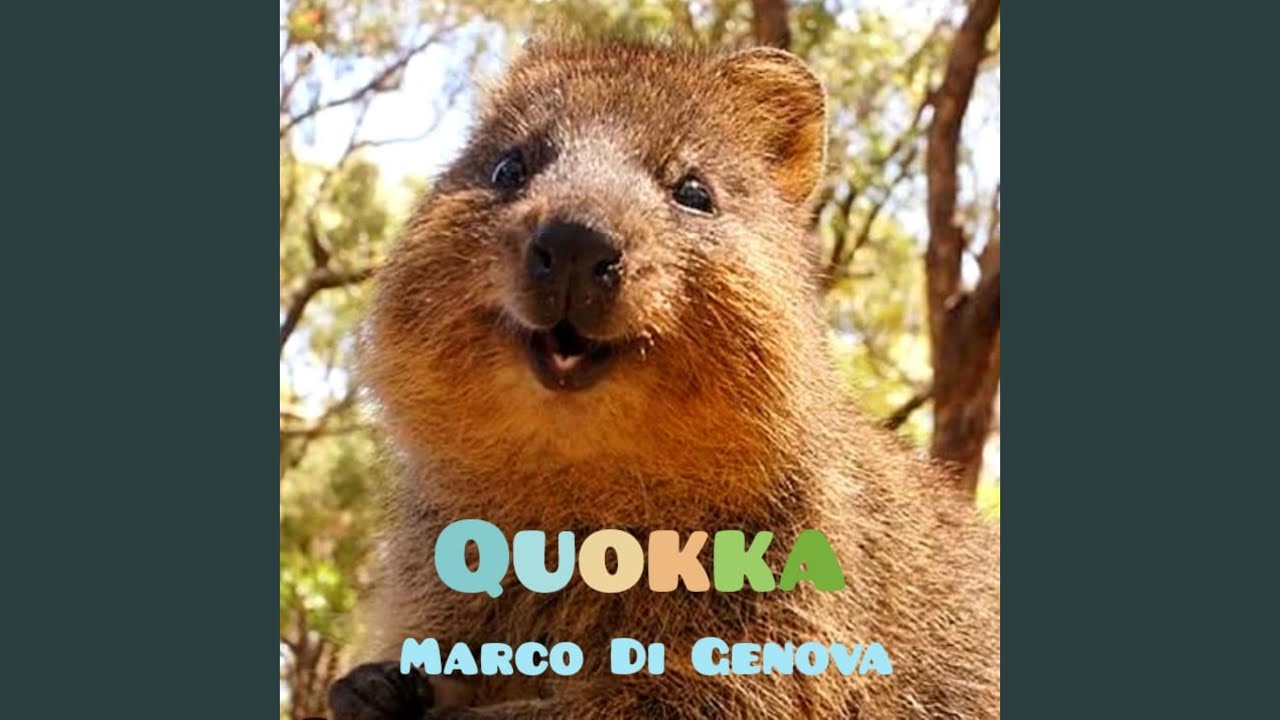 Quokka