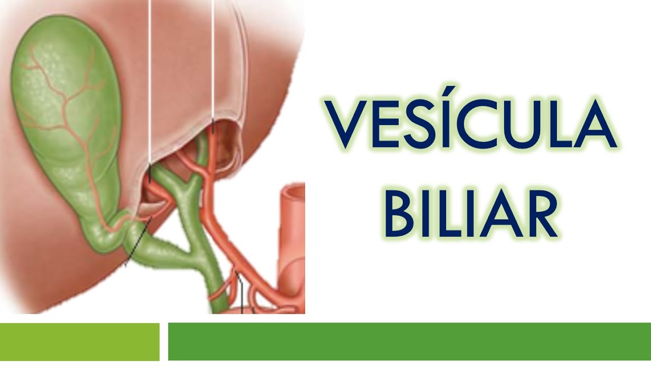 HISTOLOGÍA de la VESÍCULA BILIAR
