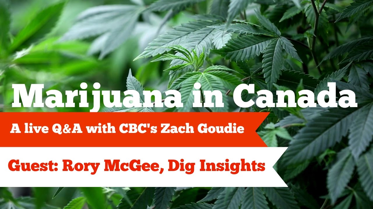 CBCNL Live: The Marijuana market in Canada