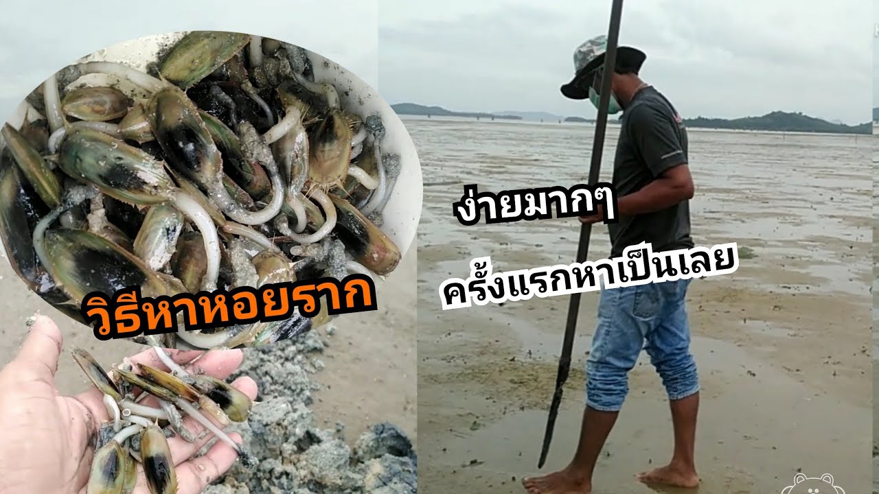 หาหอย​รากสดๆจากทะเล​ภูเก็ต​(หอยปากเป็ด)​ สังเกตุ​ดู​ดีๆหาไม่​ยาก