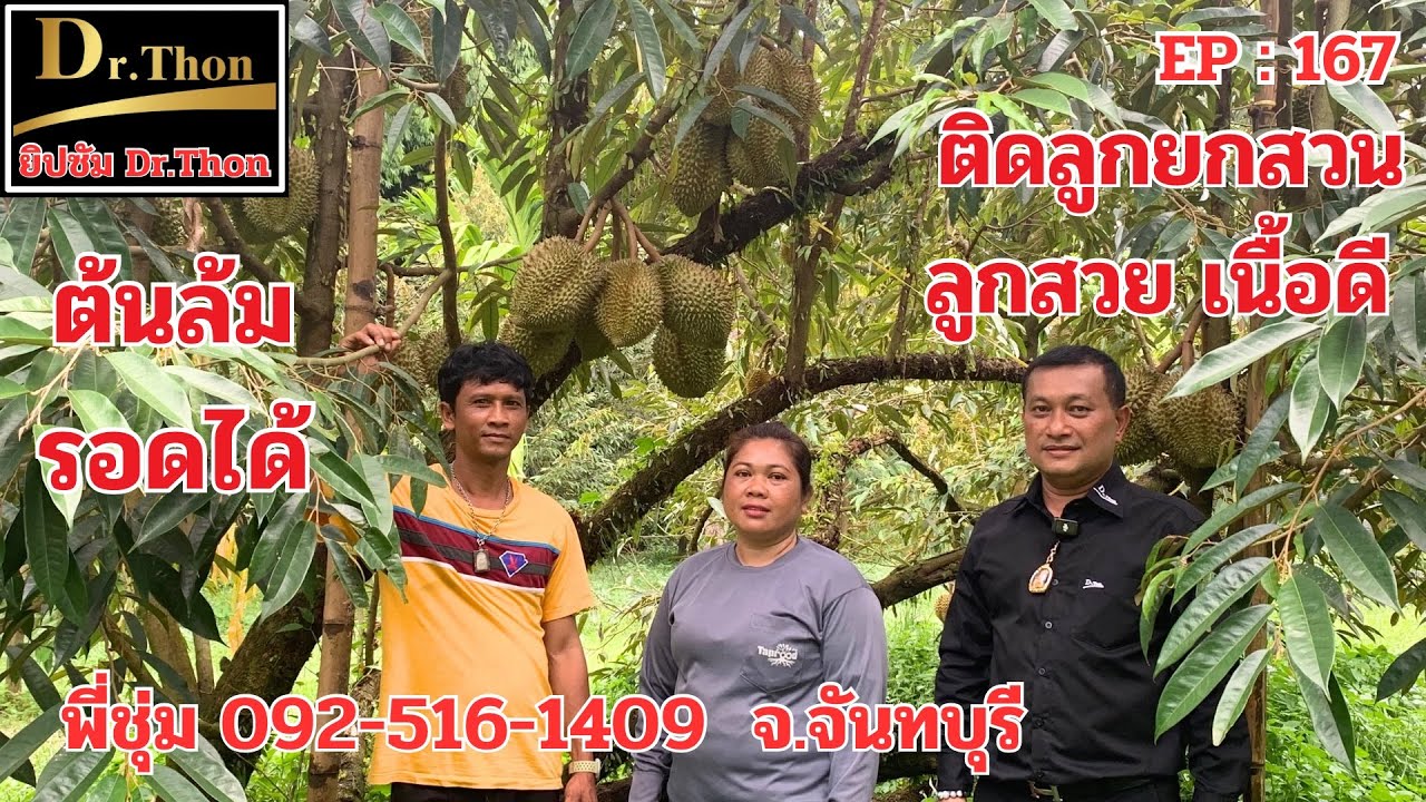 สวนพี่ชุ่มต่อจาก EP166 ต้นล้ม รอดตาย ติดลูก พูสวยทรวสวย ผ(167) ยิปซัม Dr.Thon 099-425-6888