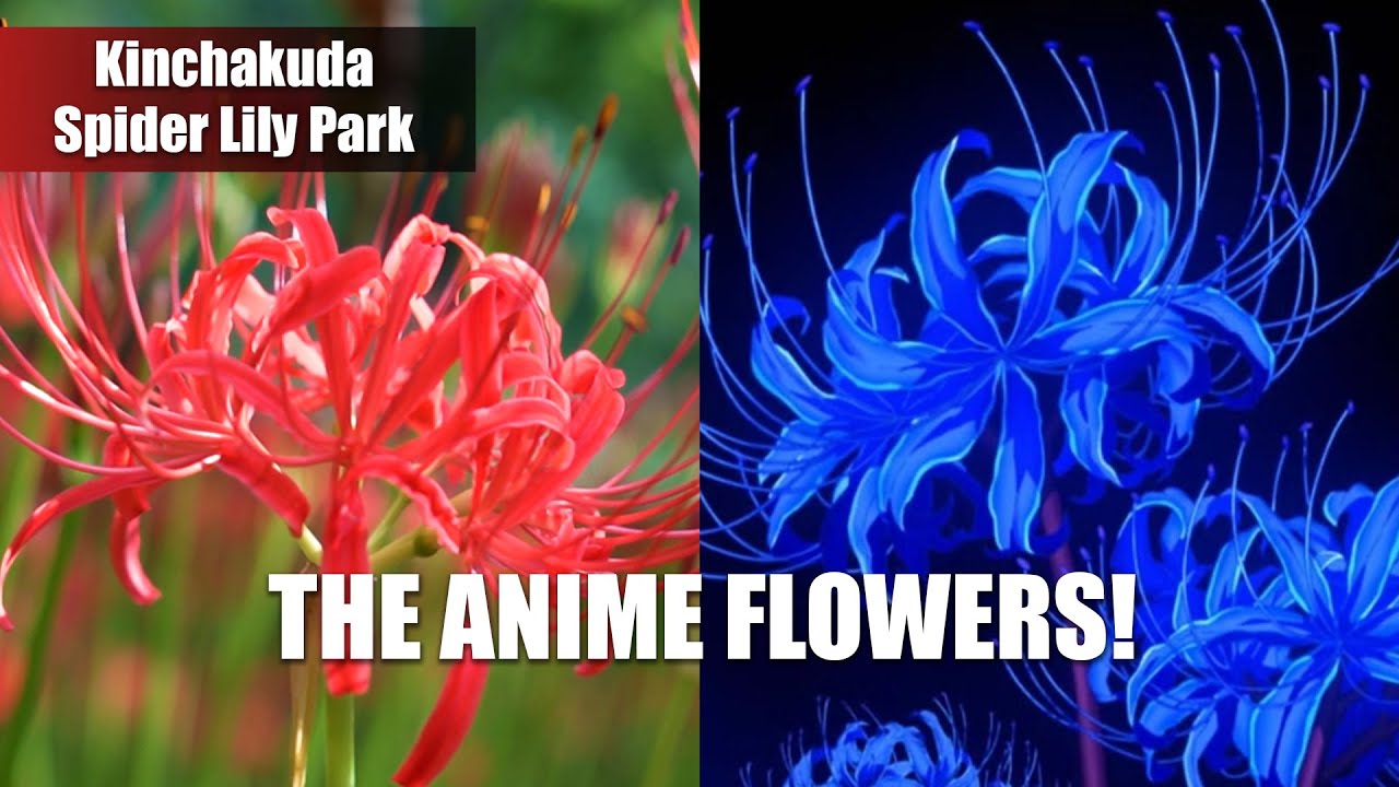 Tokyo Vibes - A Sea of Red Spider Lilies at Kinchakuda Park 🌸✨