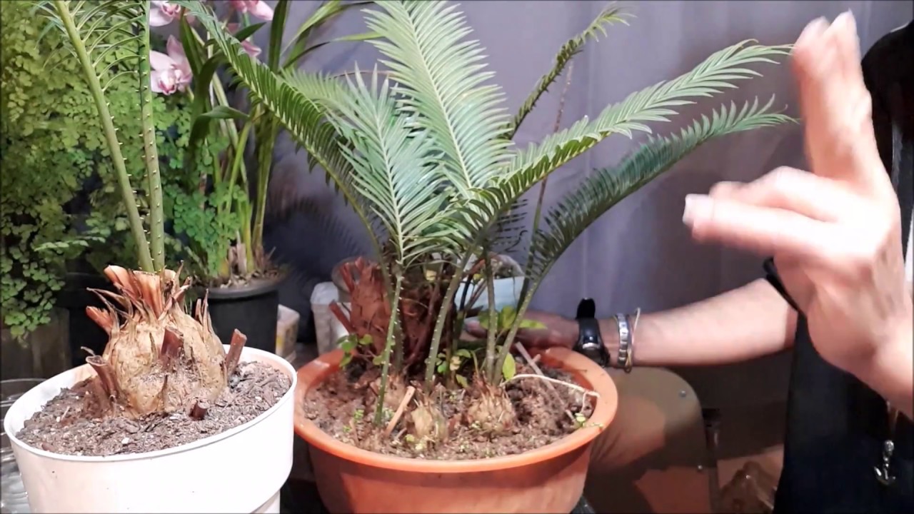 #Como é a planta cica 😍  (cycas revoluta), ou sagu?   😍PauloBonsai