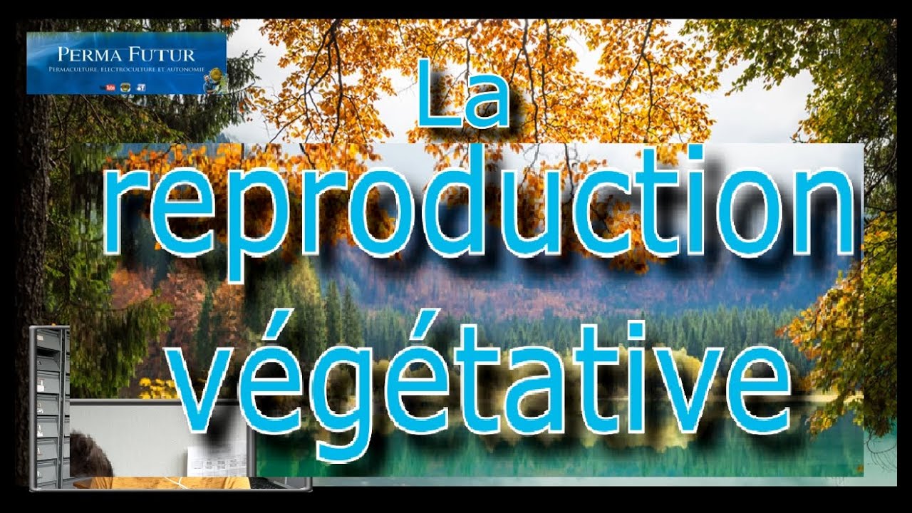 La MULTIPLICATION VÉGÉTATIVE ou ASEXUÉE