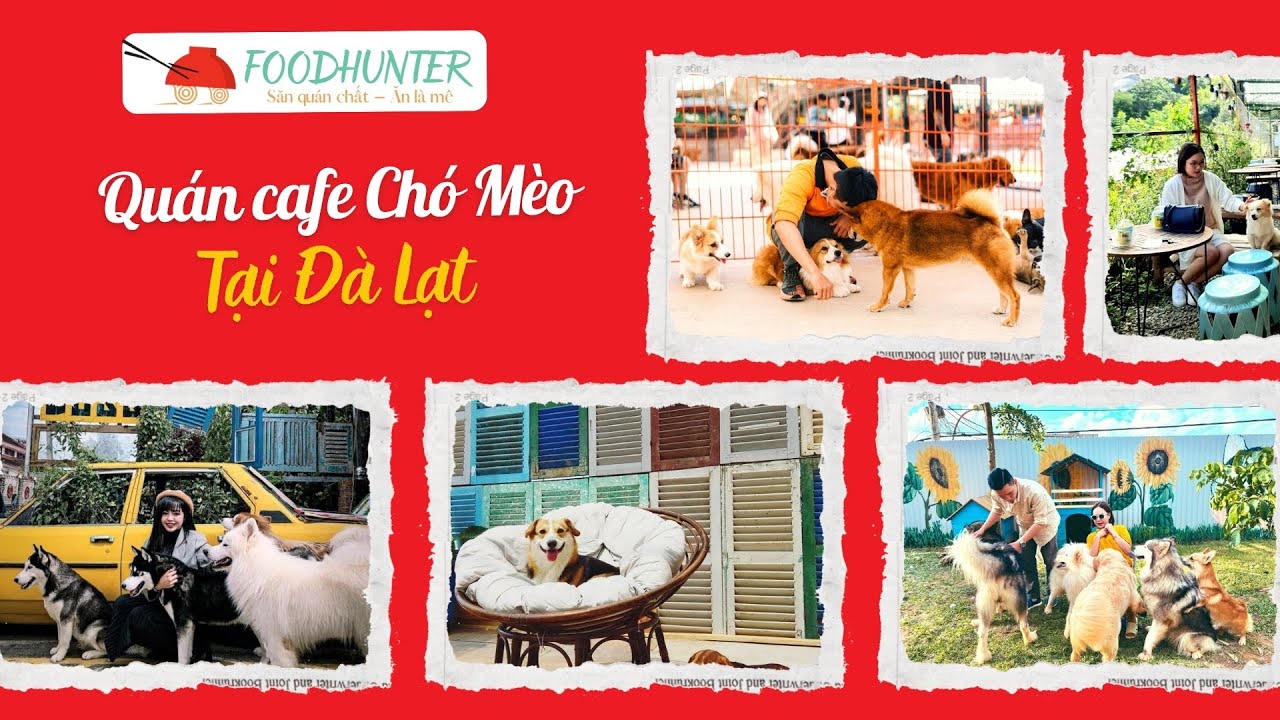 Top 15 Quán Cafe Chó Mèo Đà Lạt Dễ Thương Nhất | Foodhunter.vn🐶🐱