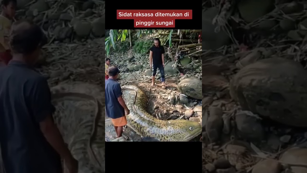ikan sidat raksasa telah ditemukan dipinggir sungai banyak orang terkejut #videoshort #sidat