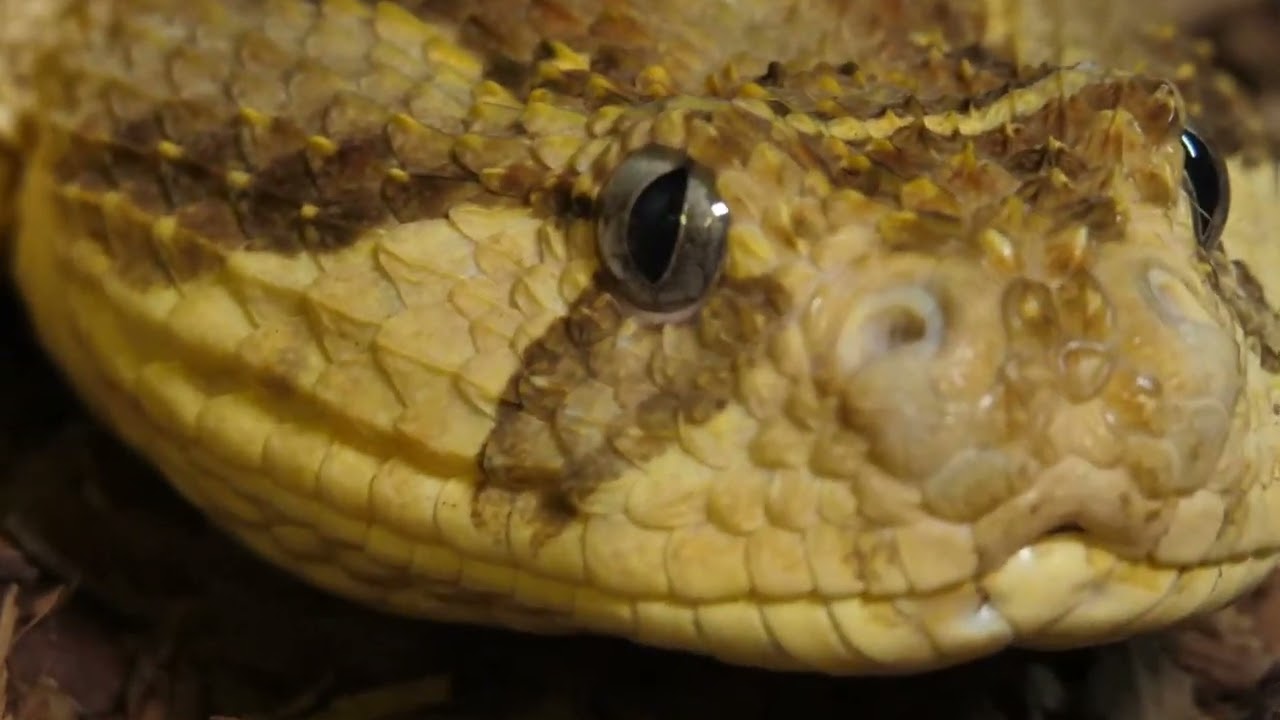 The Beauty of Snakes - English