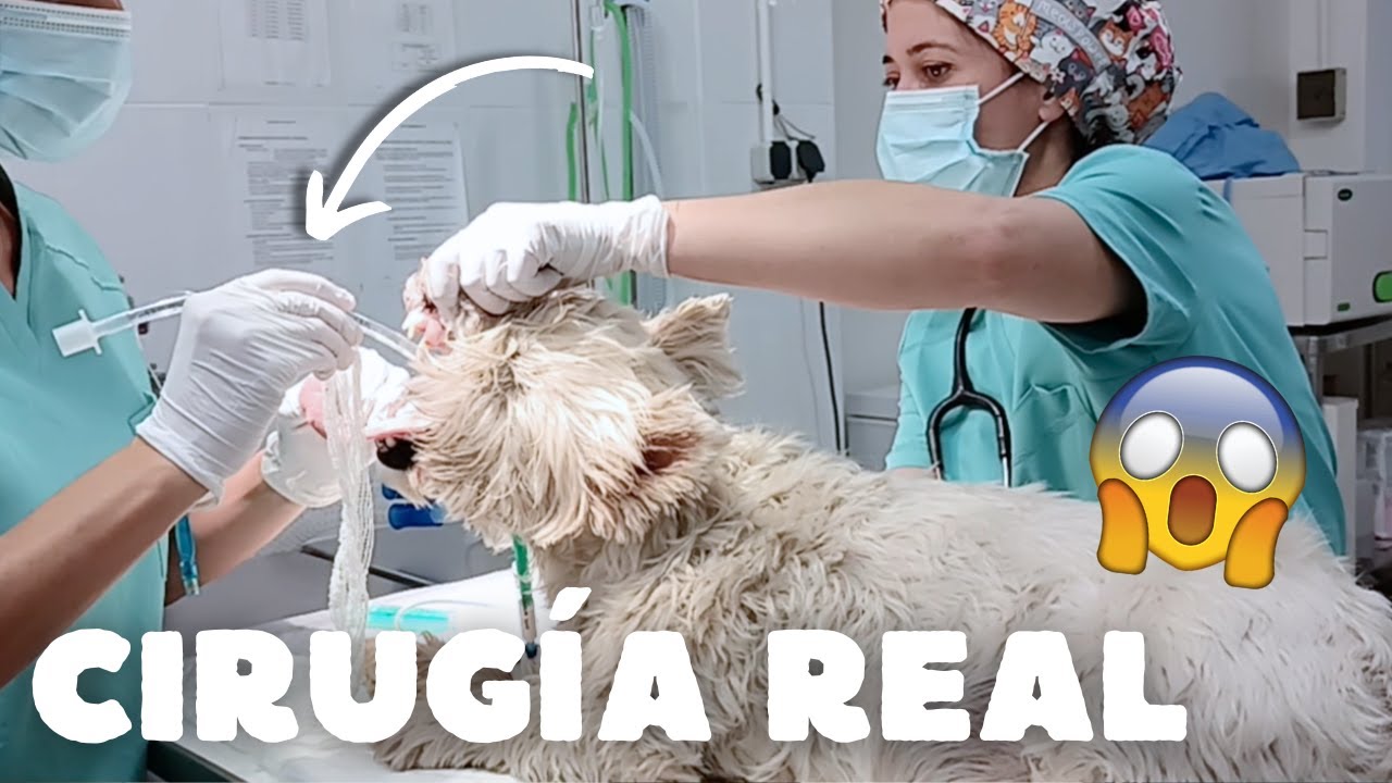 ¡OPERAMOS DE URGENCIA! 😲😱 *CIRUGÍA DE PERRO REAL*