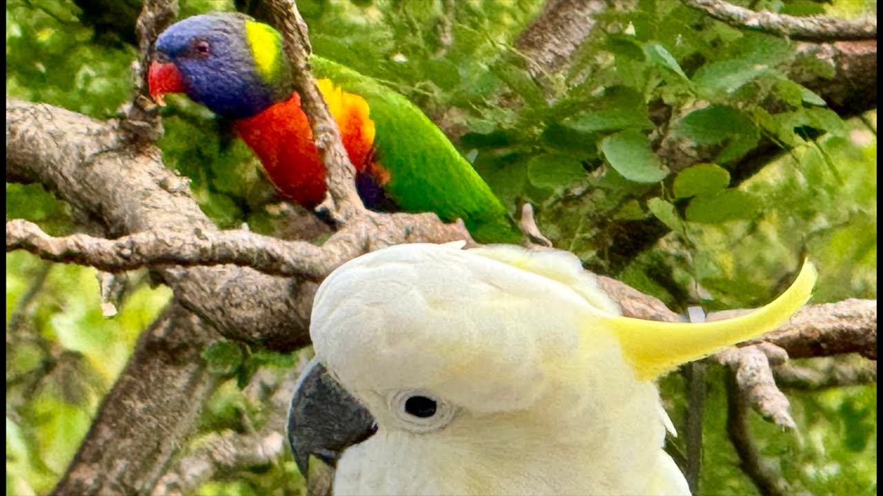The Australian Bird Show!