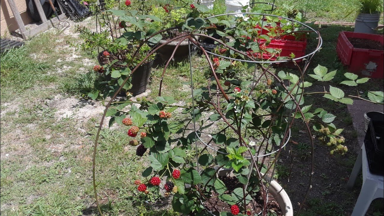 Growing Delicious Blackberries Vertically And In Containers🍇