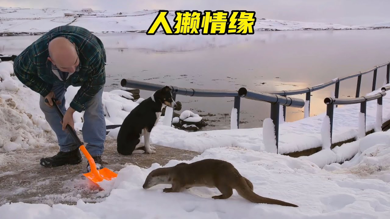 无子女老了有多空虚？一个水獭的感人故事，劝你要生孩子，纪录片