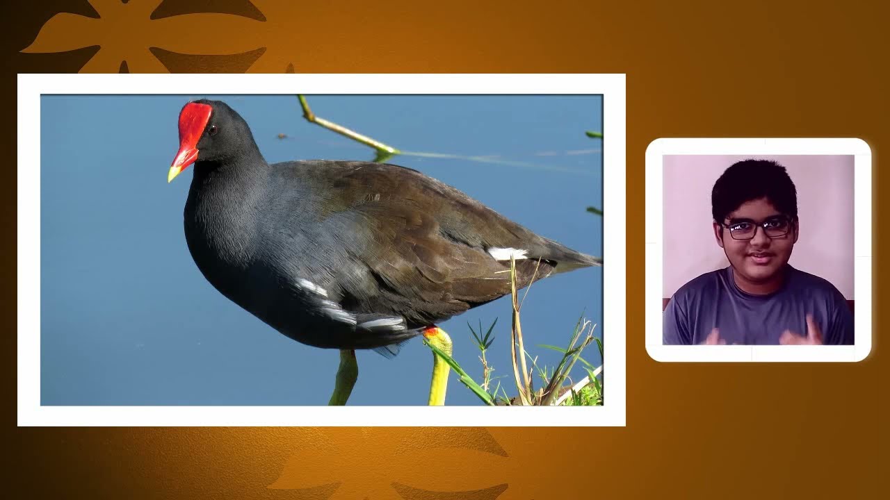 Common moorhen