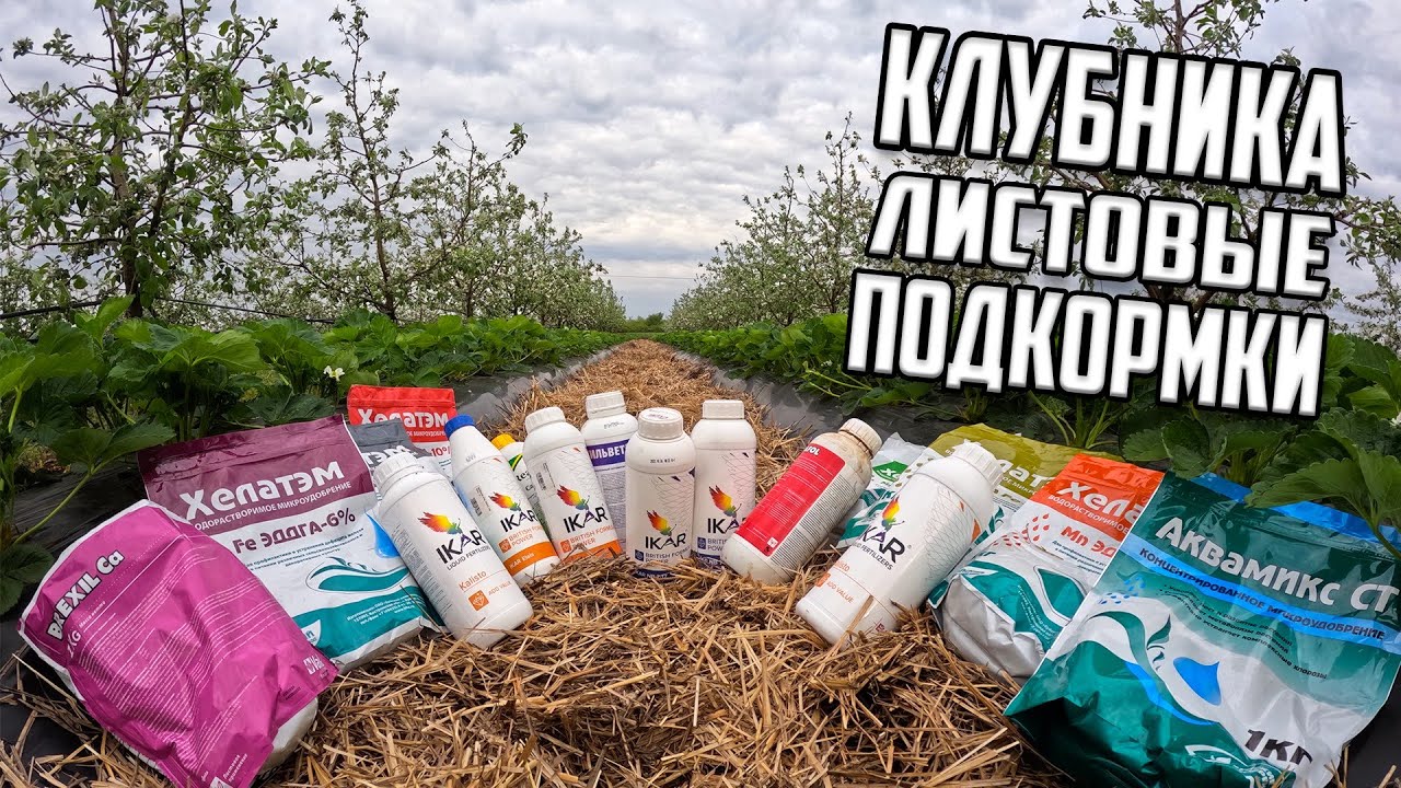 КЛУБНИКА листовые подкормки