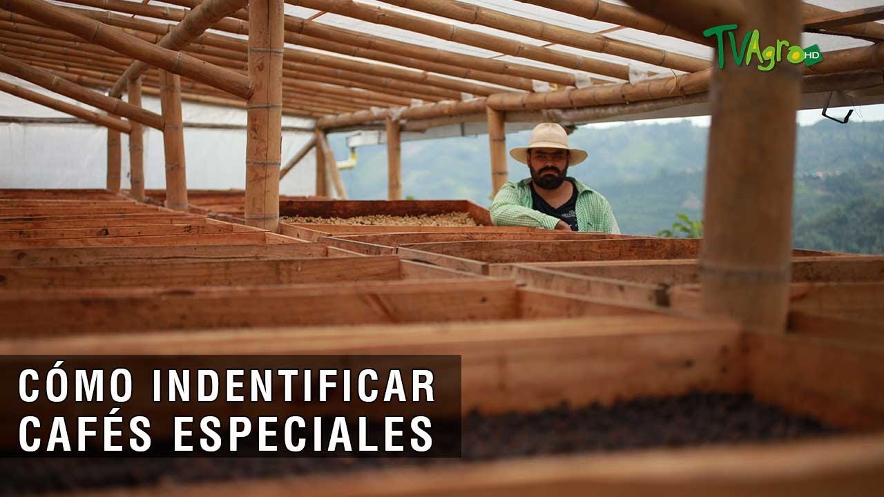 Cómo identificar cafés especiales - TvAgro por Juan Gonzalo Angel Restrepo