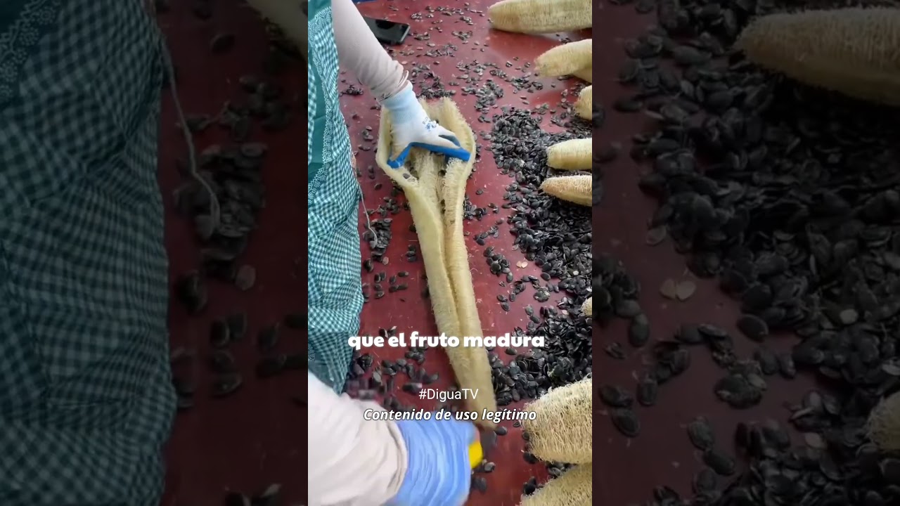 ✨ El Estropajo 👀💥 La ESPONJA Natural con MIL Usos 😱🧽🧽