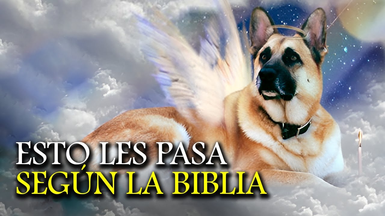 ¿Qué Ocurre Cuando Las Mascotas Mueren Según La Biblia?