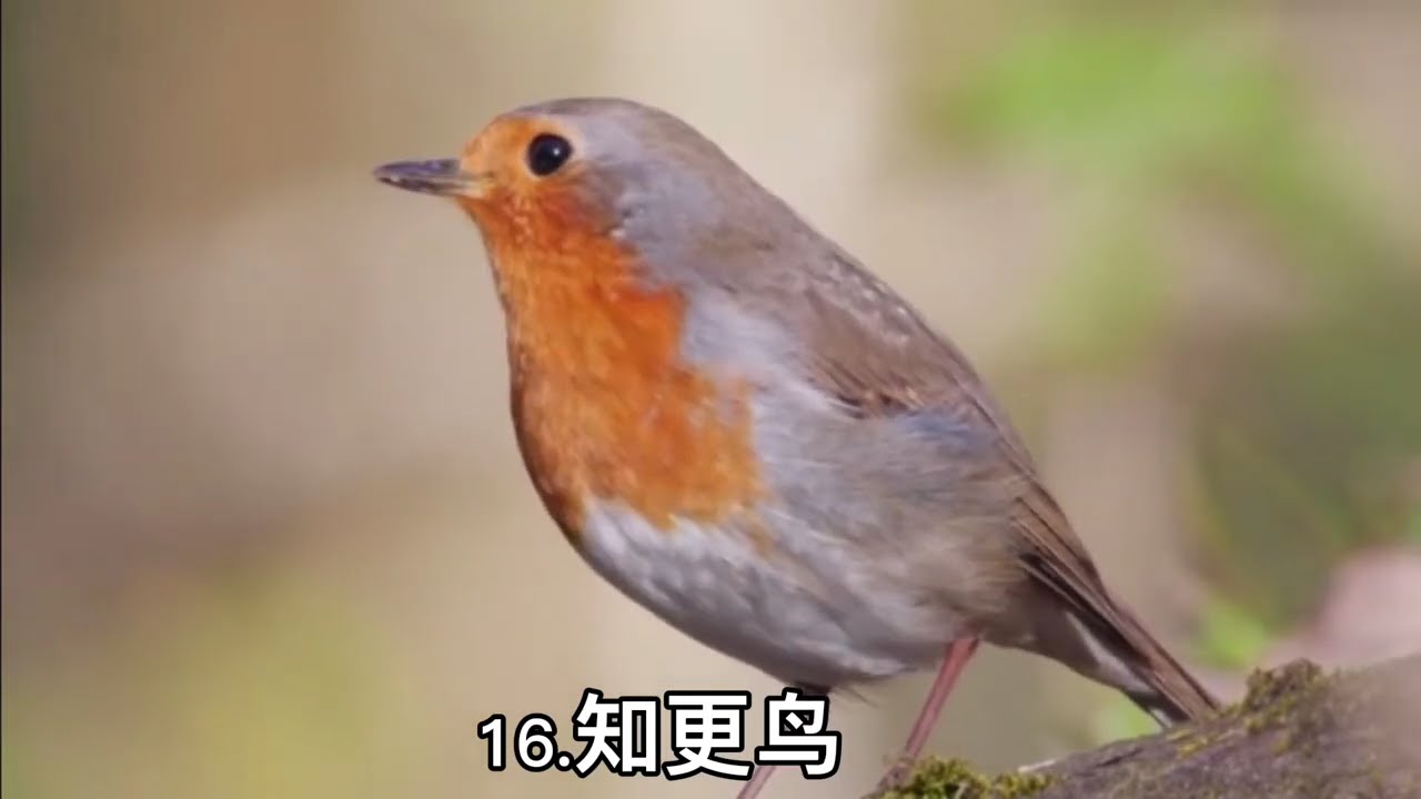 Natural bird sound (relax bird song)