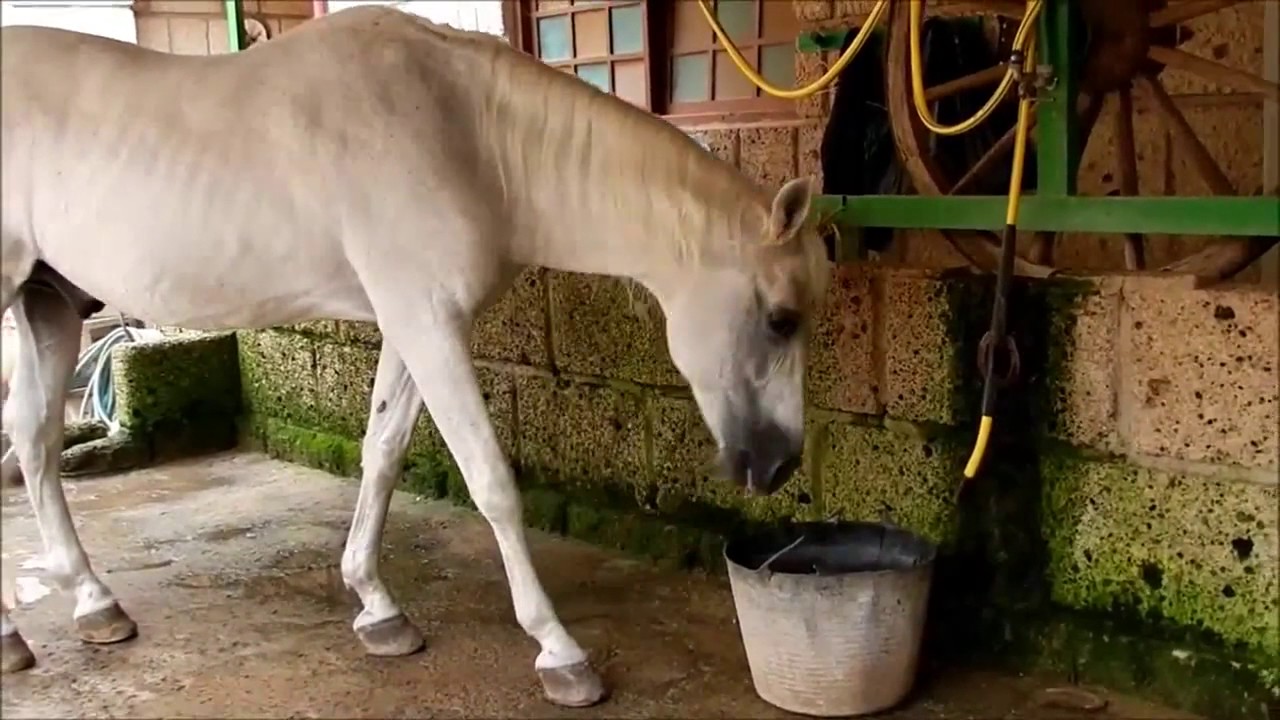 ΛΟΓΙΚΟ ΑΛΟΓΟ smart horse