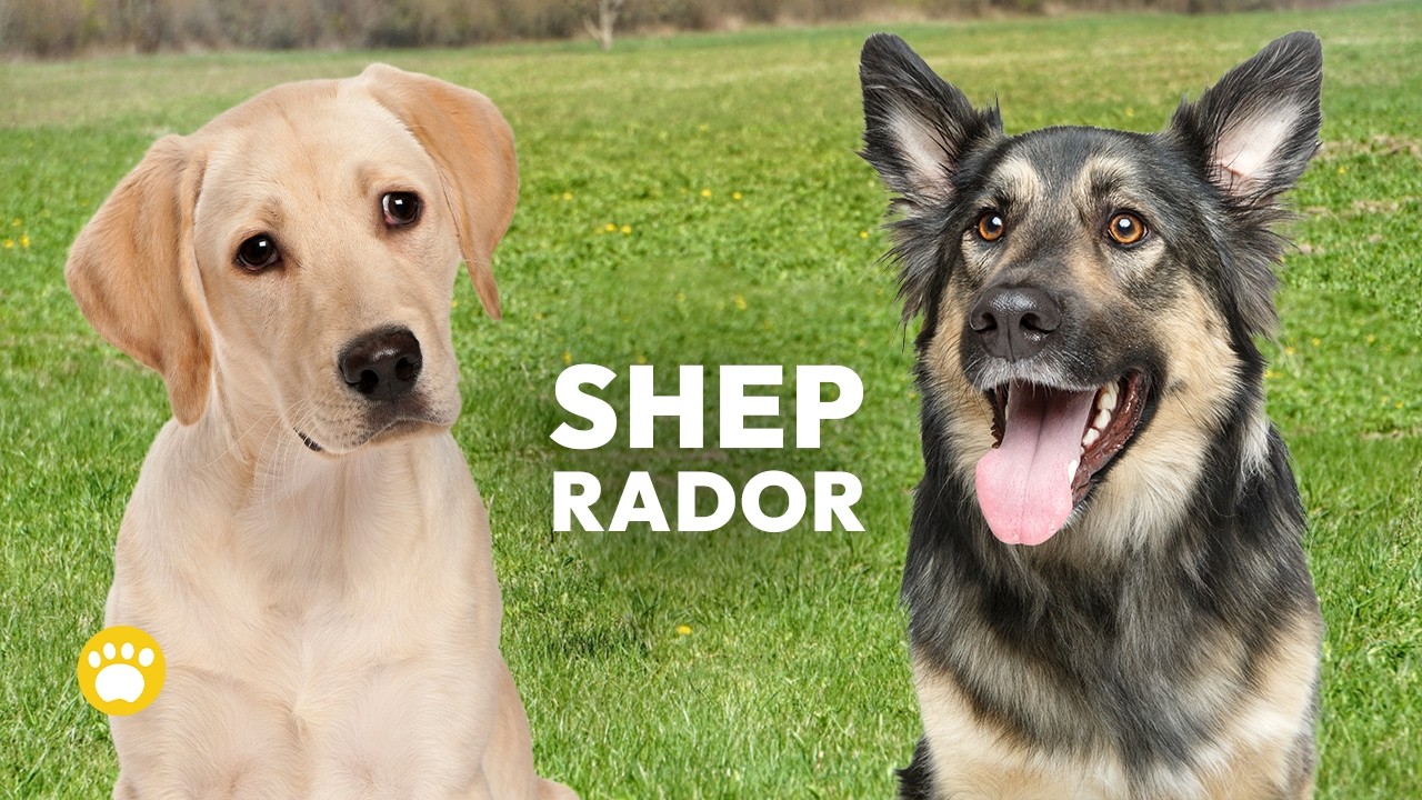 Sheprador: German Shepherd&ndash;Labrador Retriever Mix Appearance, Training, Exercise, Health & Lifestyle