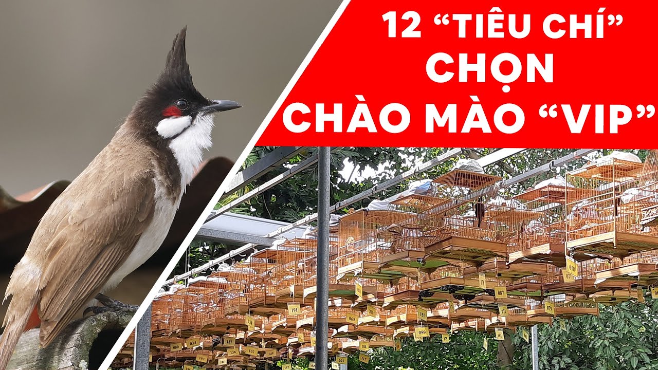 HƯỚNG DẪN CHỌN CHÀO MÀO HAY LUYỆN 