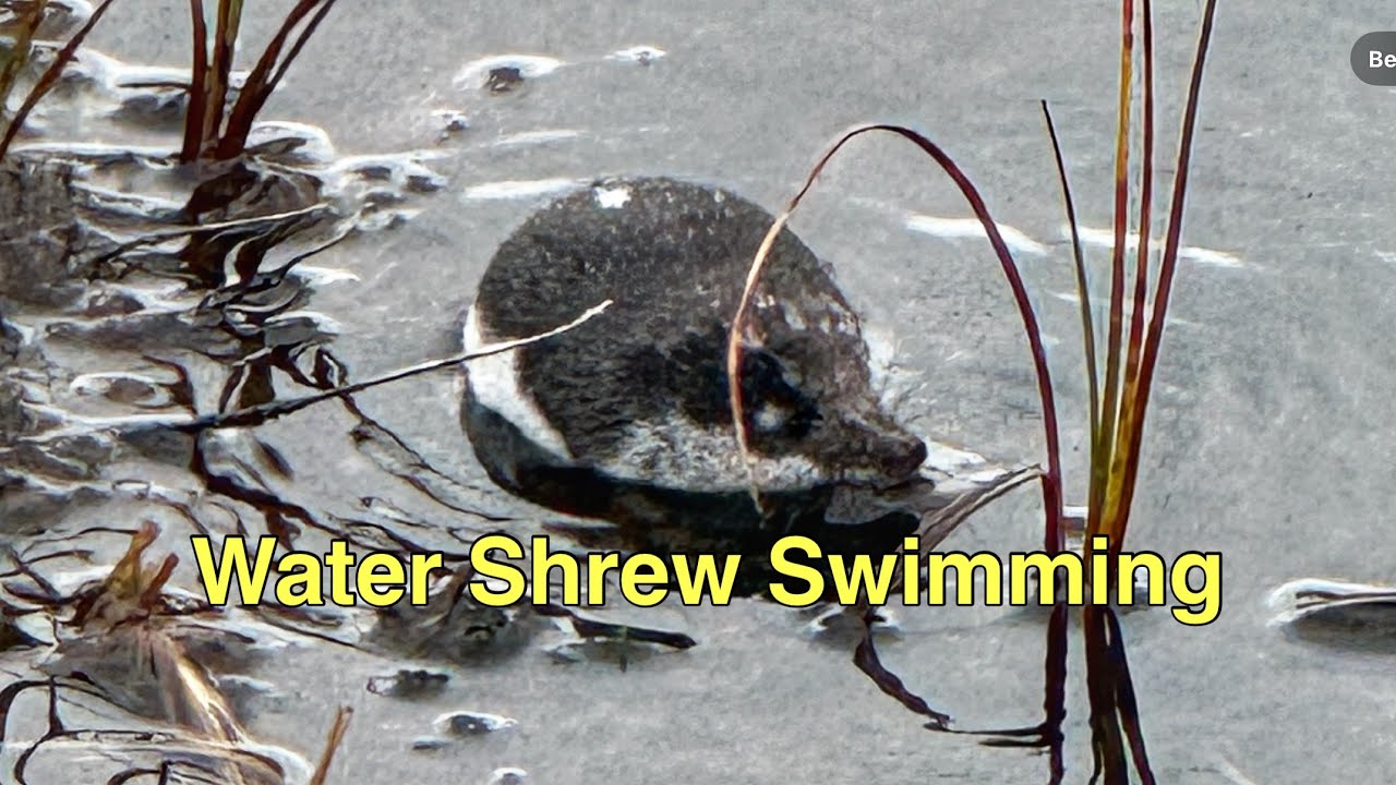 Water Shrew swimming | Vannspissmus | Norway | 4K