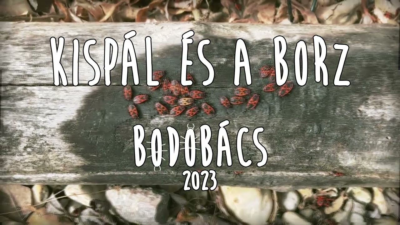 Kisp&aacute;l &eacute;s a Borz - Bodob&aacute;cs
