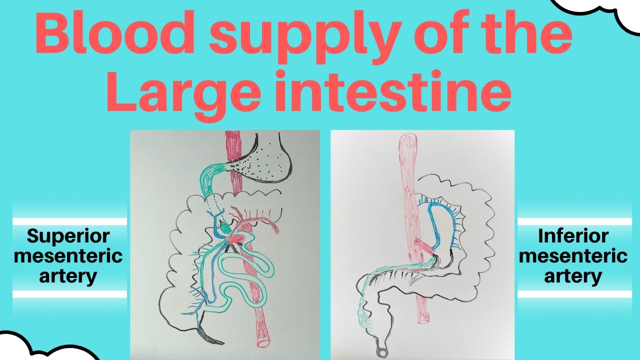 Blood supply of the large intestine