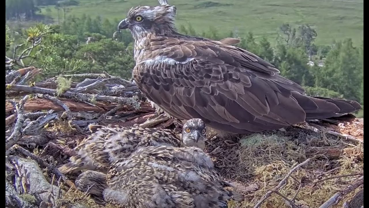 Osprey Birds bring Food to Their Babies to Feed Their Nest #birds