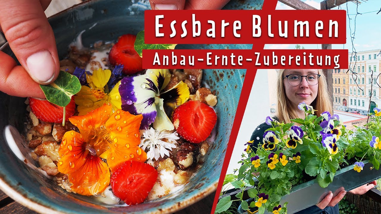 Essbare Blumen anbauen, ernten und zubereiten: Im Freiland und auf dem Balkon | MDR Garten