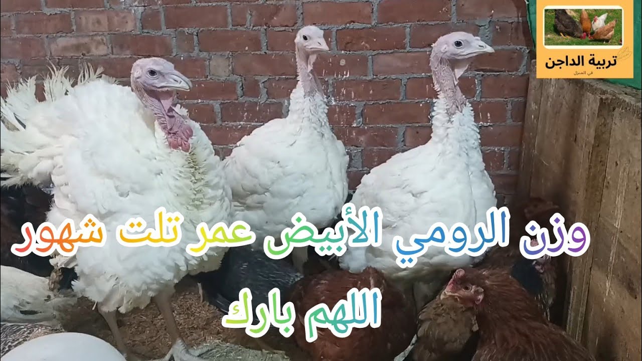 تعالوا نوزن الرومي الأبيض عمر تلت شهور ونشوف بياكل أيه ووزنه كدا كويس ولا لأ ✨💜